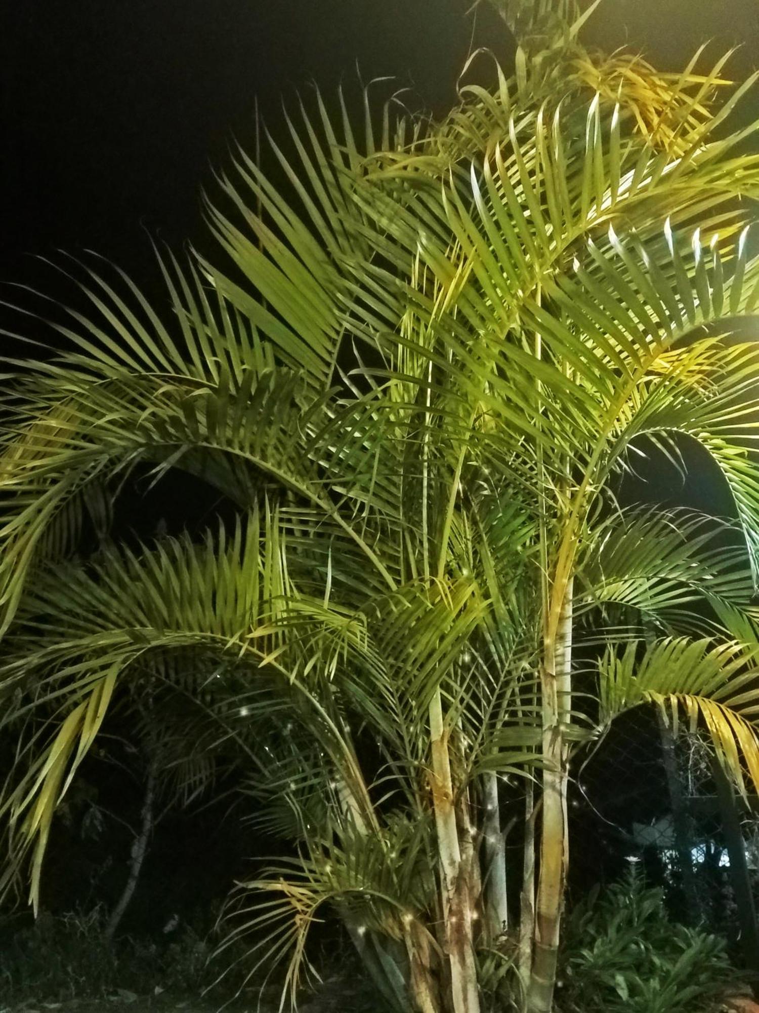 Kodai Vintage Dream Stay كوديكانال المظهر الخارجي الصورة